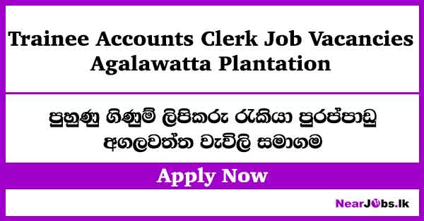 Trainee Accounts Clerk – Agalawatte Plantation Job Vacancies